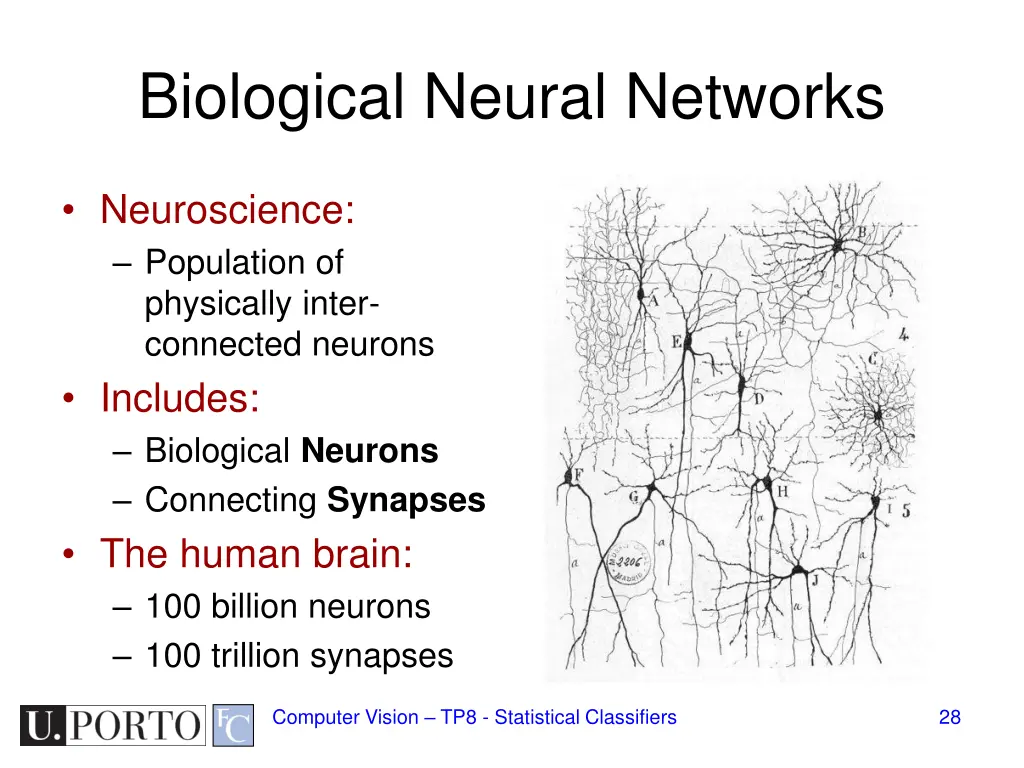 biological neural networks