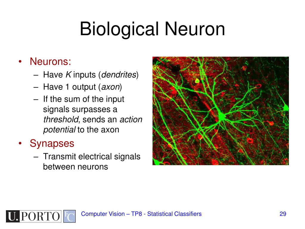 biological neuron