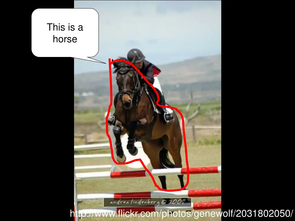 this is a horse 1