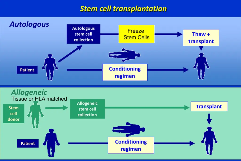 stem cell transplantation 1