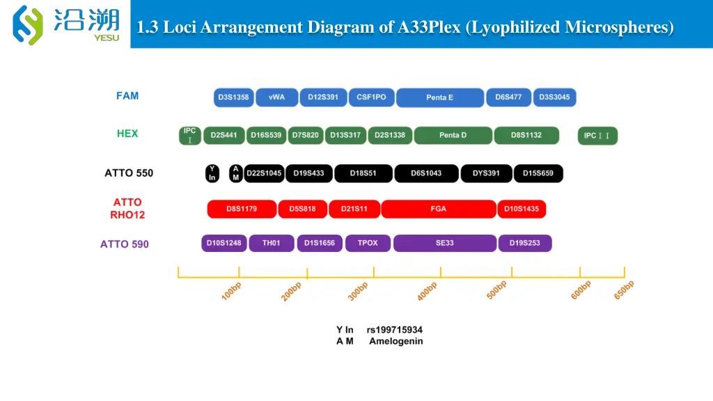 1 3 loci arrangement diagram of a33plex