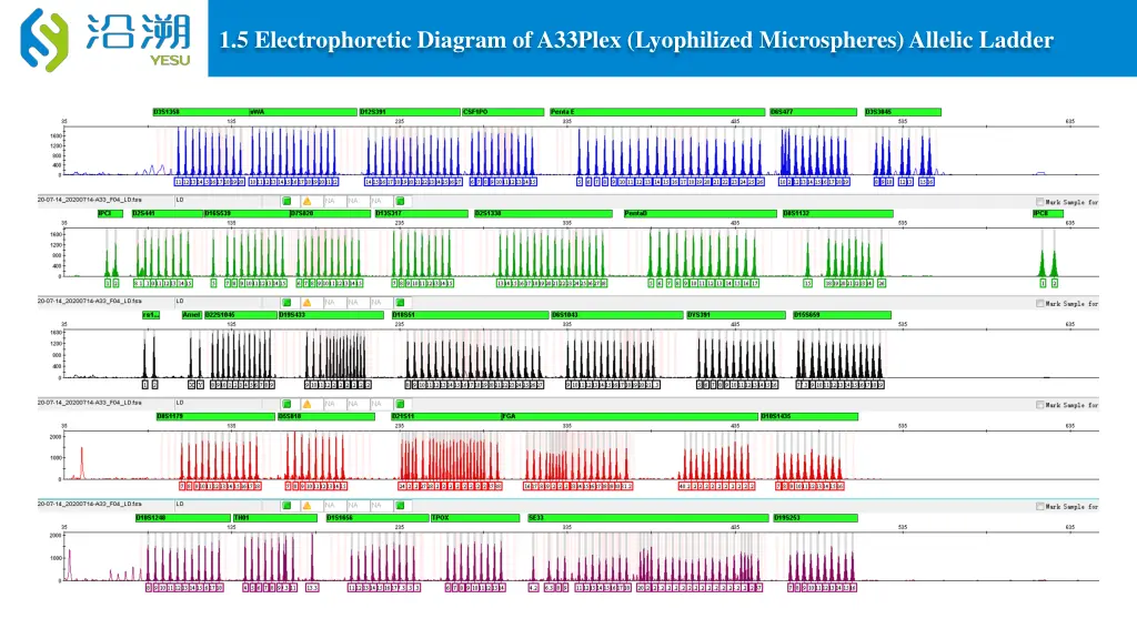 1 5 electrophoretic diagram of a33plex