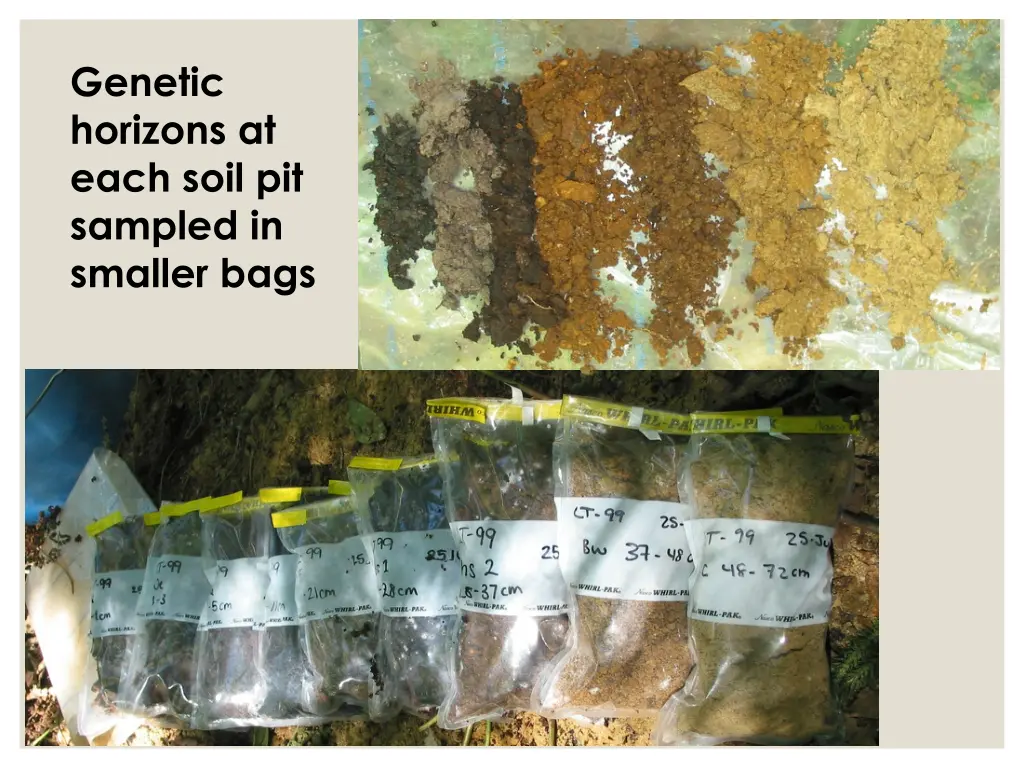 genetic horizons at each soil pit sampled