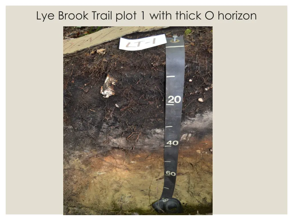 lye brook trail plot 1 with thick o horizon