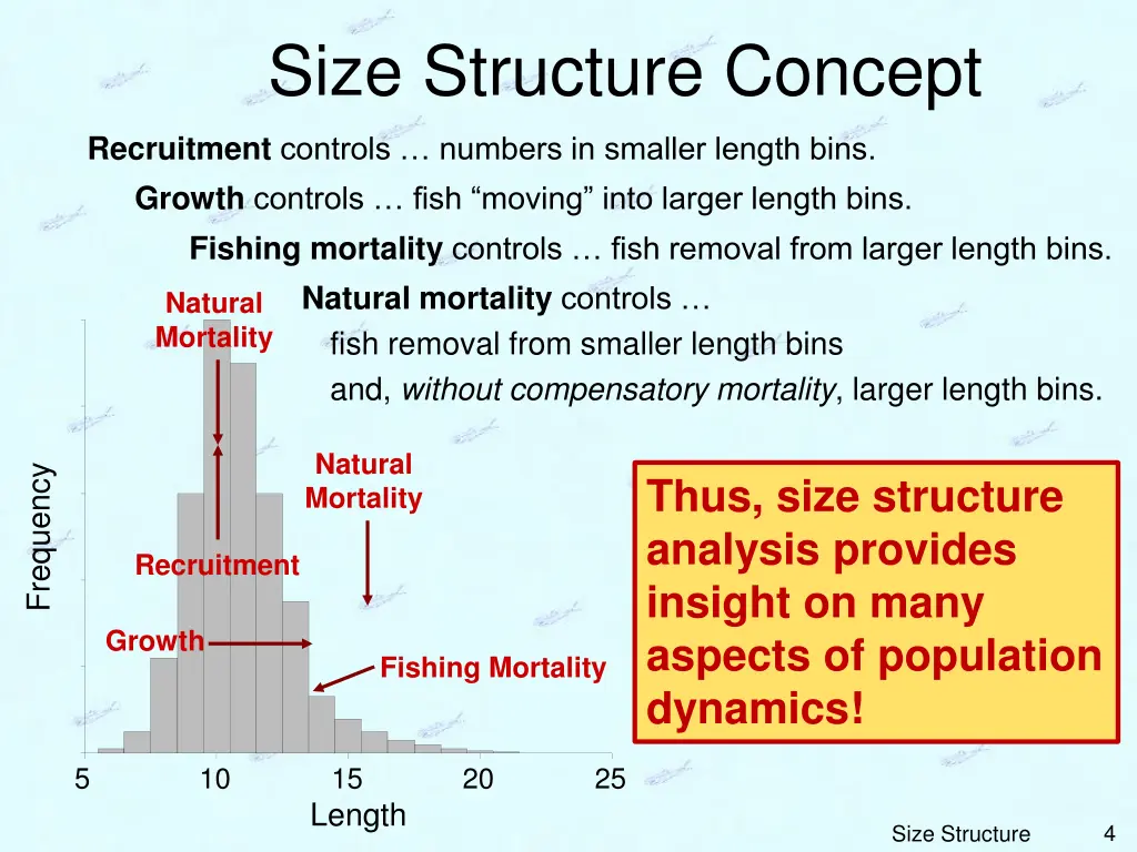 size structure concept