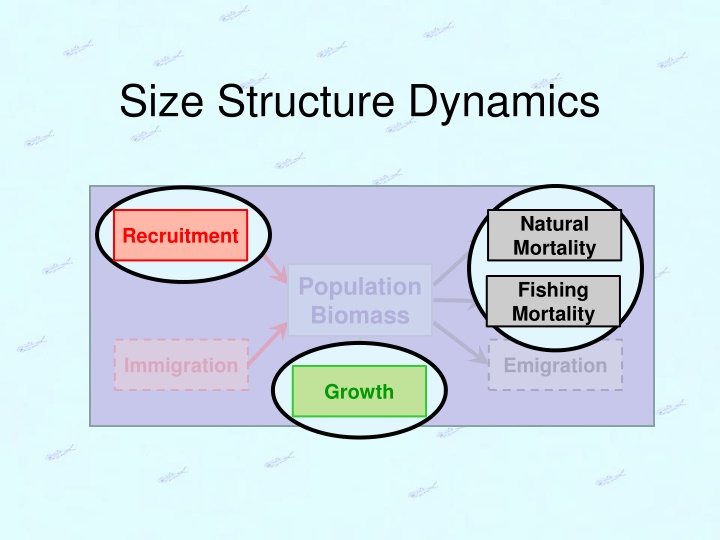 size structure dynamics