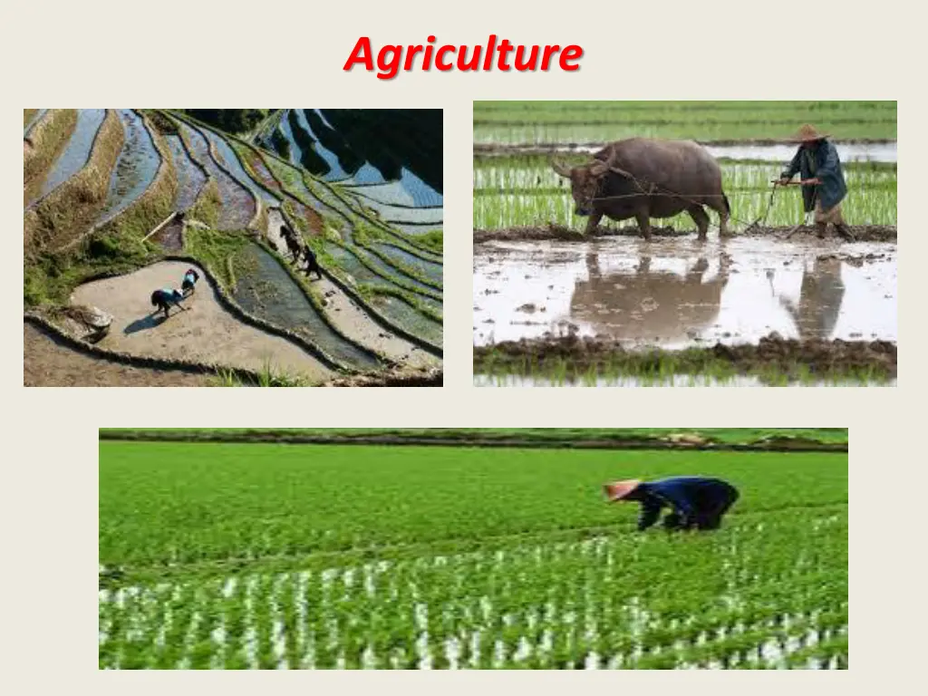 agriculture 1