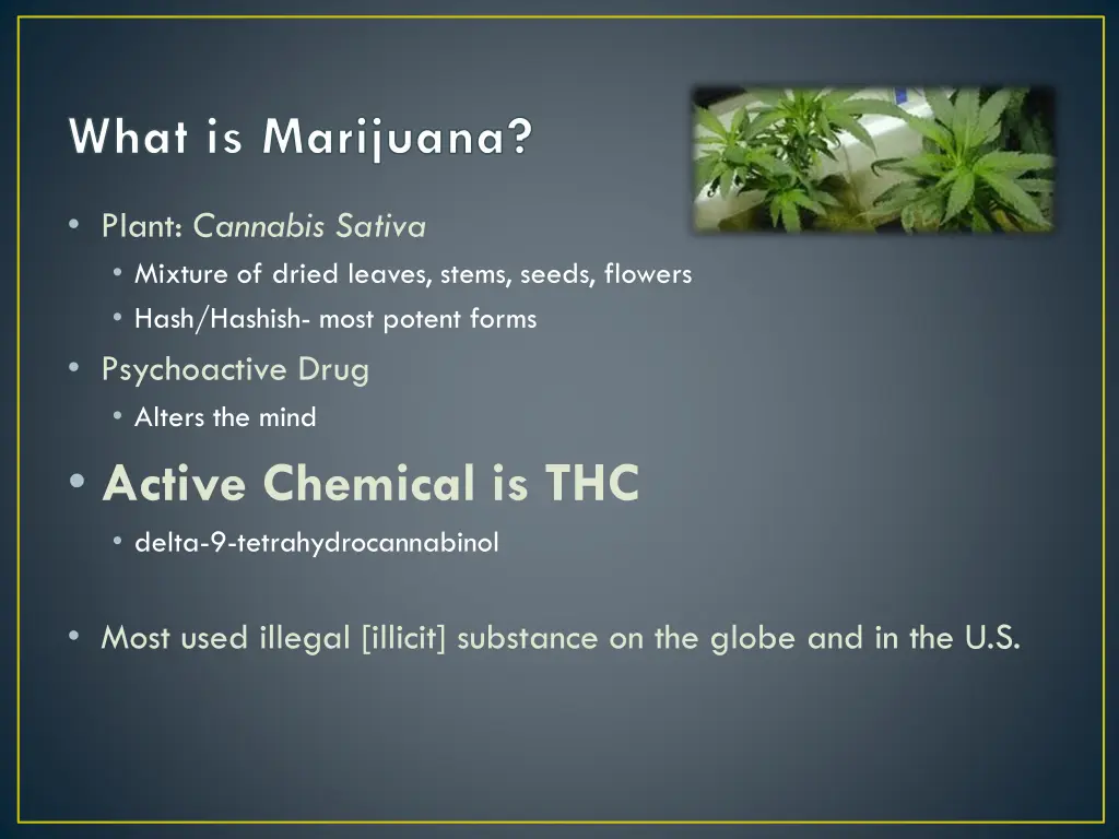 what is marijuana