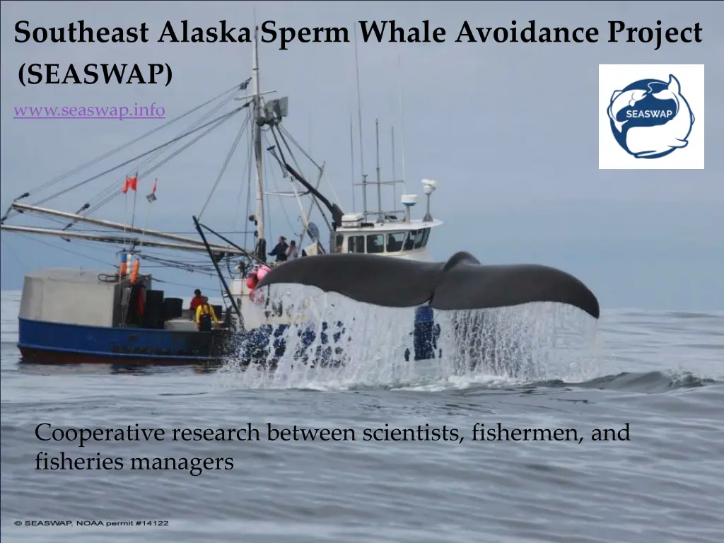 southeast alaska sperm whale avoidance project