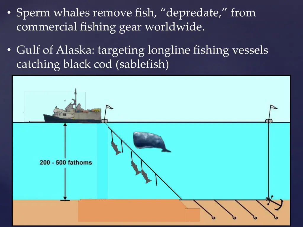 sperm whales remove fish depredate from