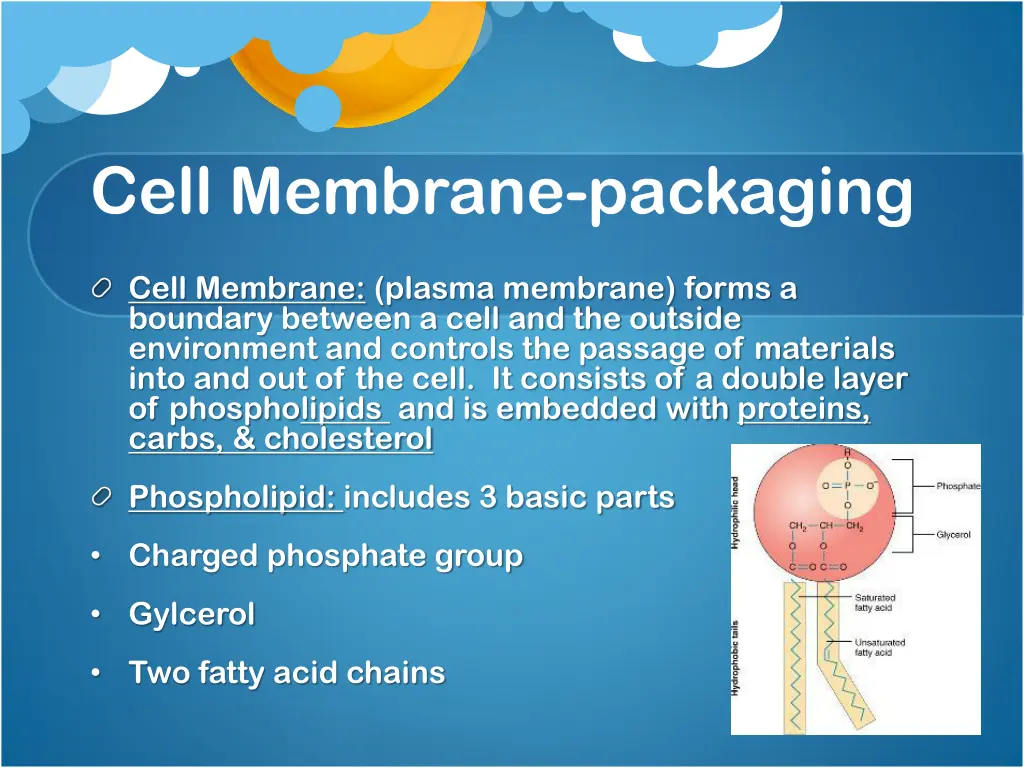 cell membrane packaging cell membrane plasma