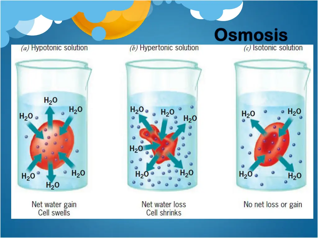 osmosis osmosis