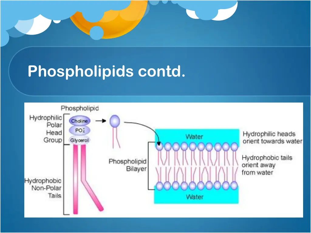 phospholipids contd