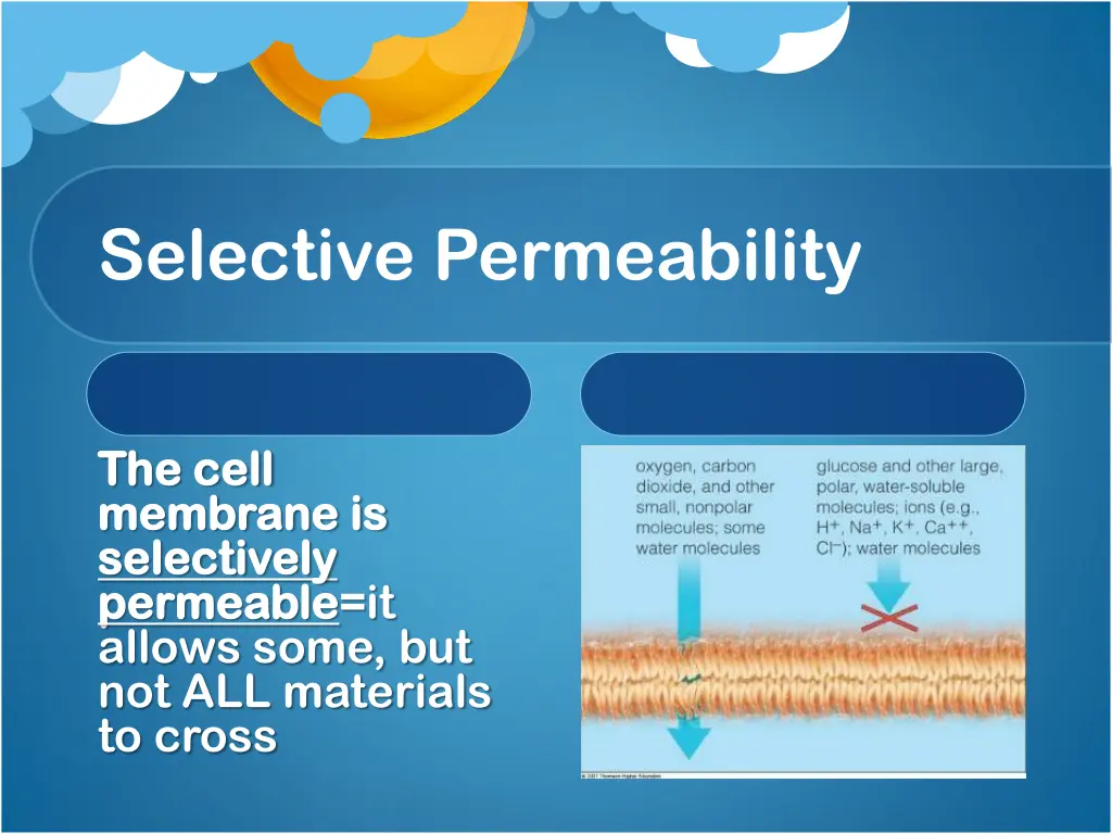 selective permeability