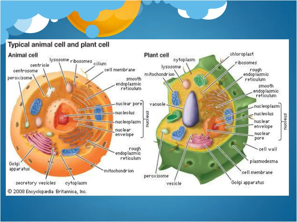 slide11