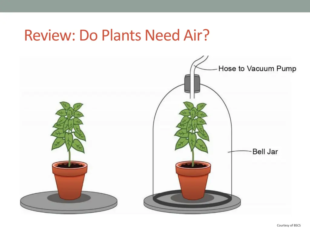 review do plants need air