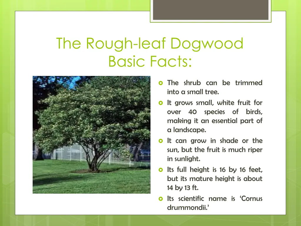 the rough leaf dogwood basic facts