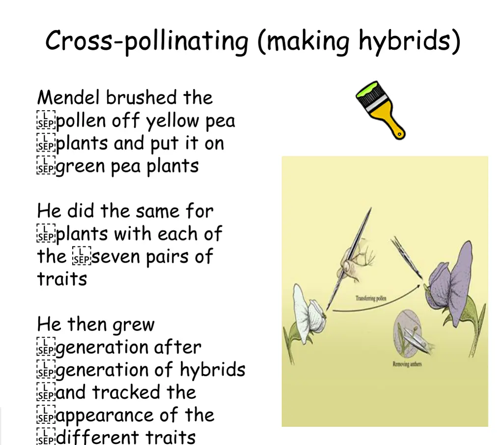 cross pollinating making hybrids