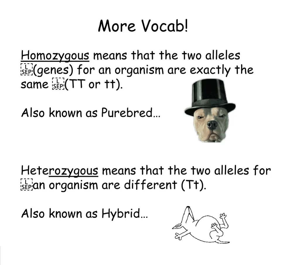 more vocab