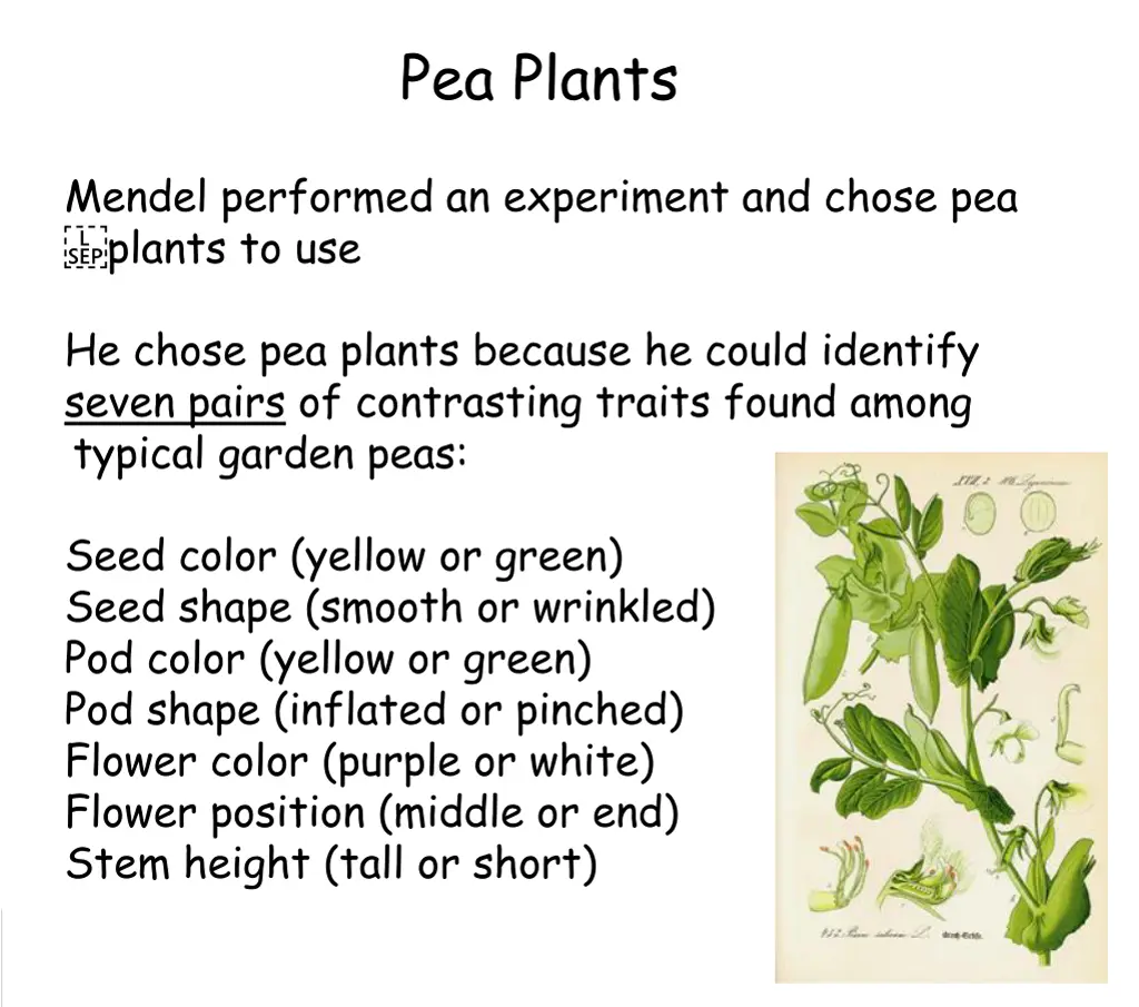 pea plants