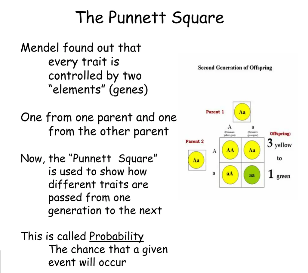 the punnett square