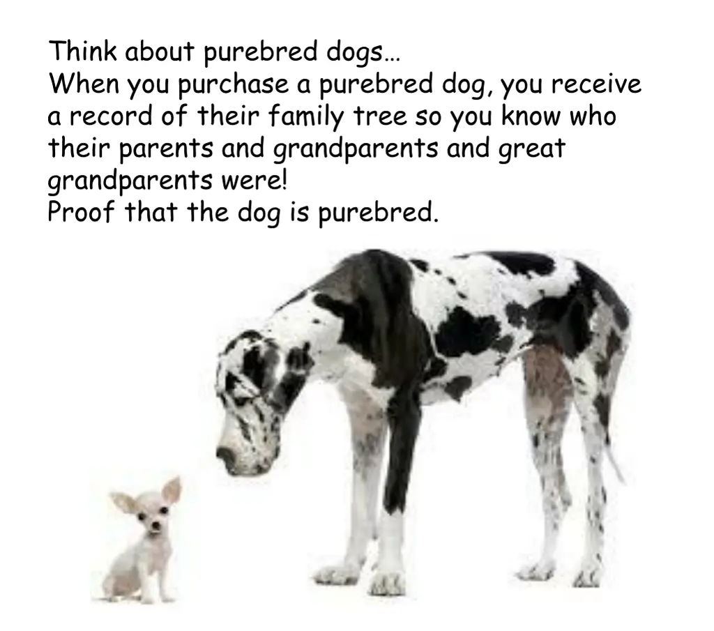 think about purebred dogs when you purchase