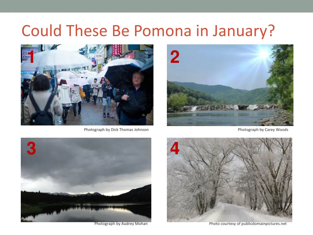 could these be pomona in january 1