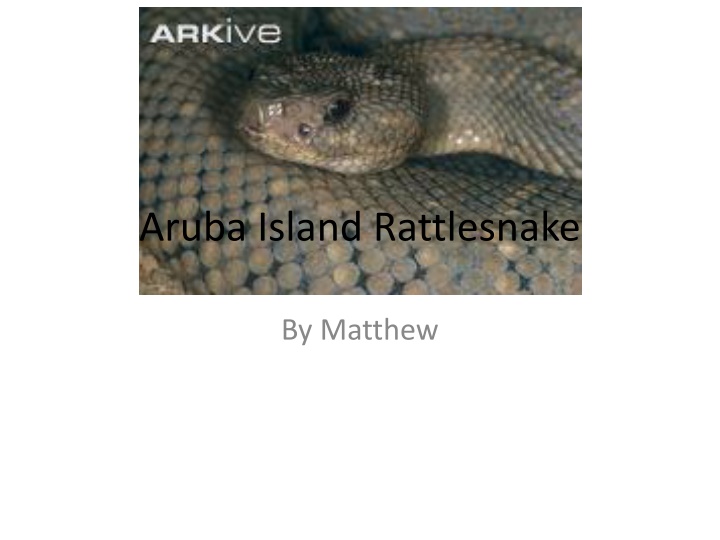 aruba island rattlesnake