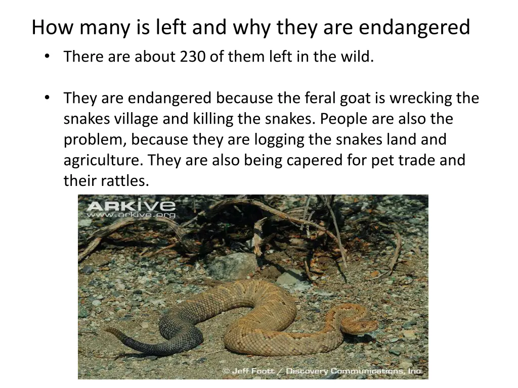 how many is left and why they are endangered