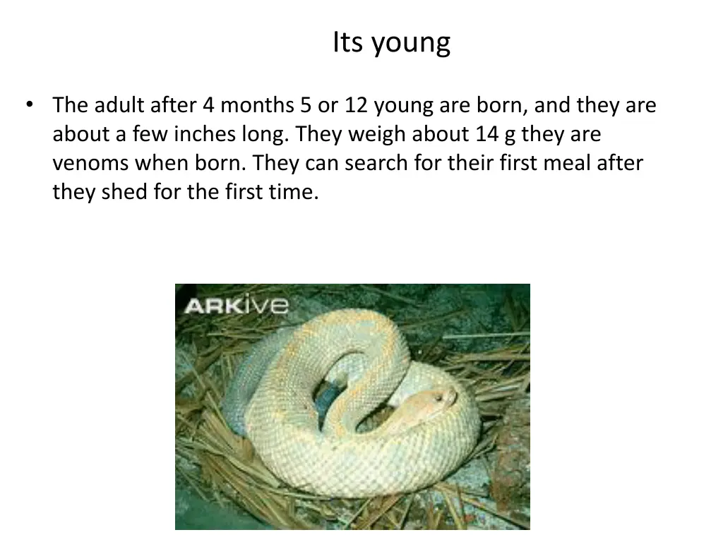 its young