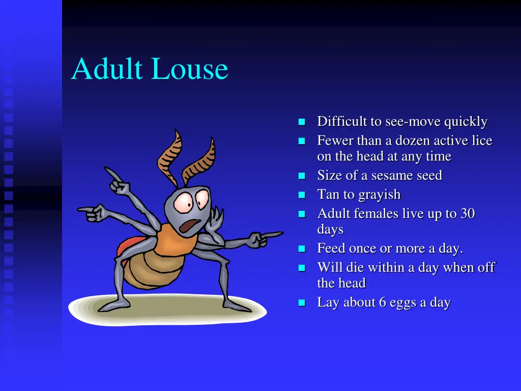 adult louse