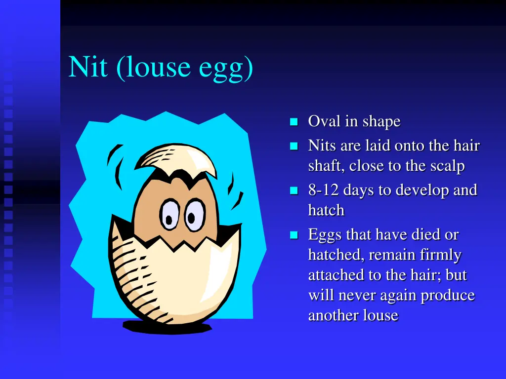 nit louse egg