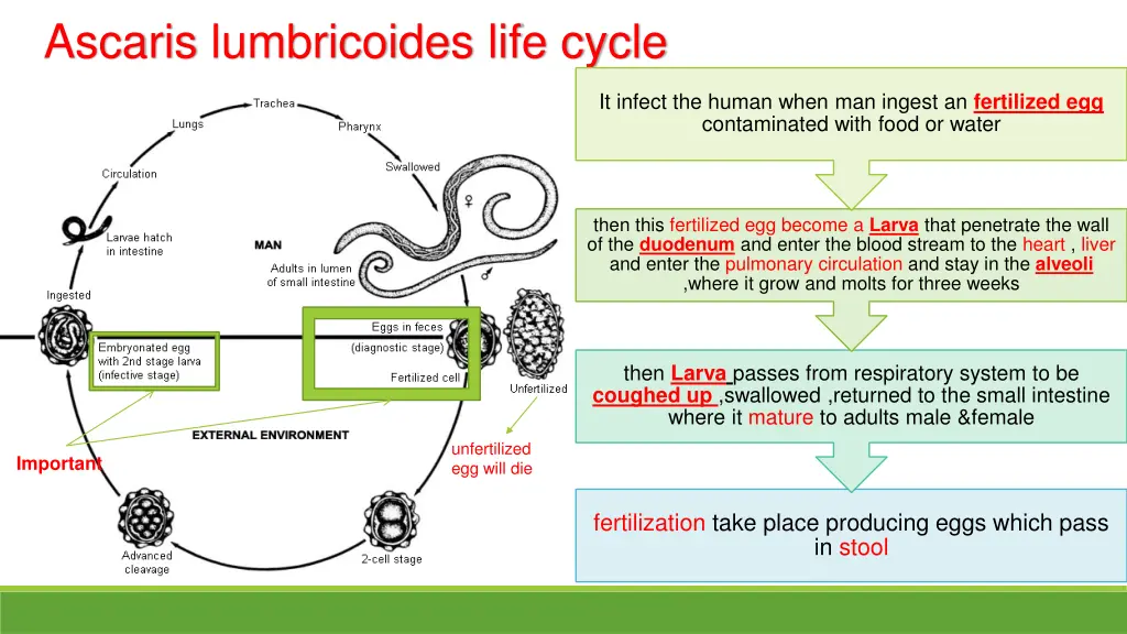 ascaris lumbricoides life cycle