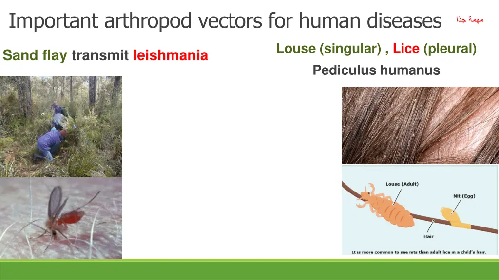 important arthropod vectors for human diseases 1