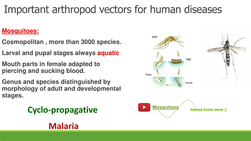 important arthropod vectors for human diseases 2