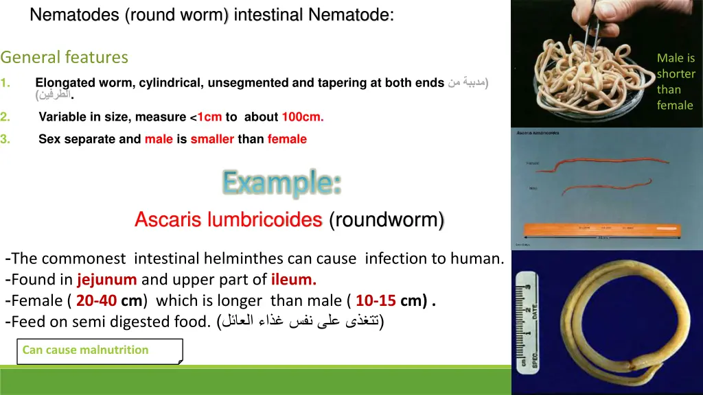 nematodes round worm intestinal nematode