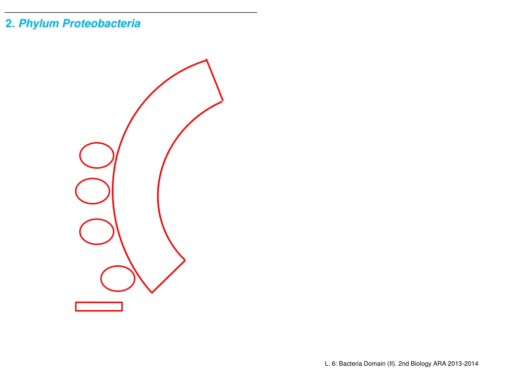 2 phylum proteobacteria