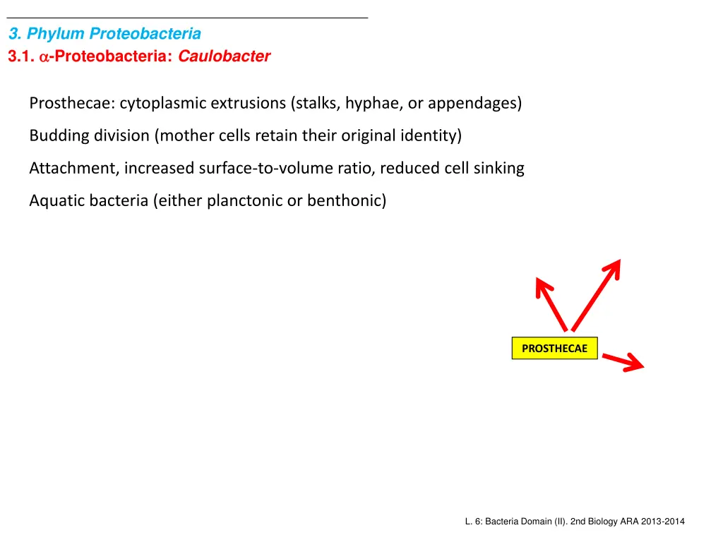 3 phylum proteobacteria 3 1 proteobacteria 4