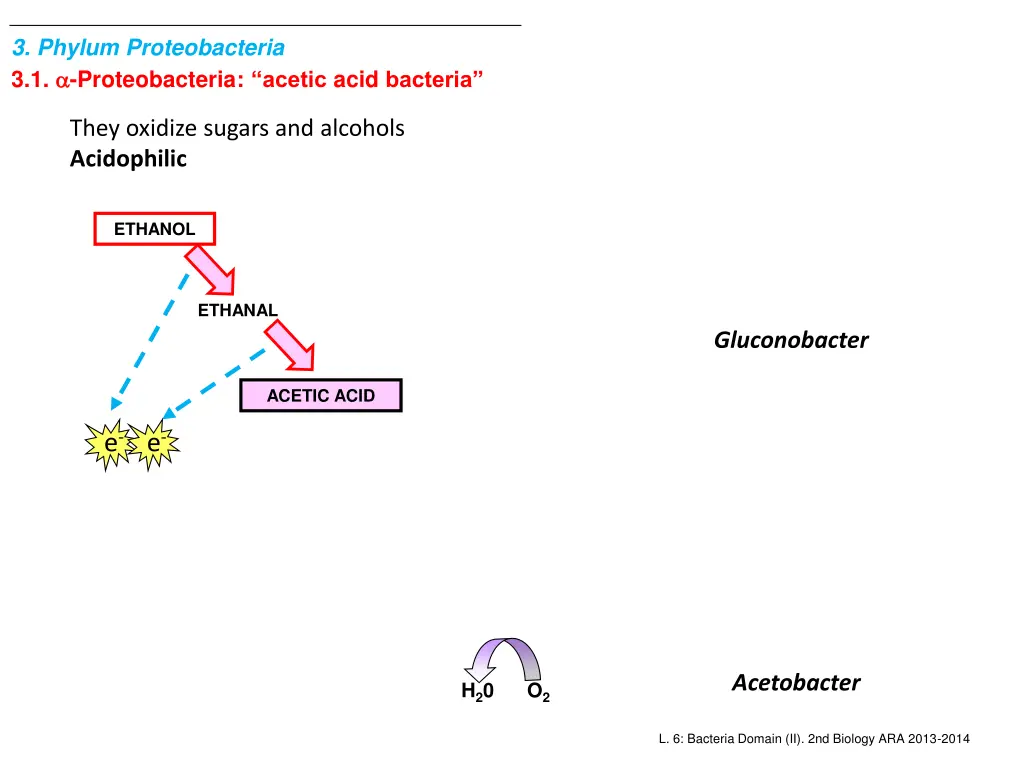 3 phylum proteobacteria 3 1 proteobacteria acetic