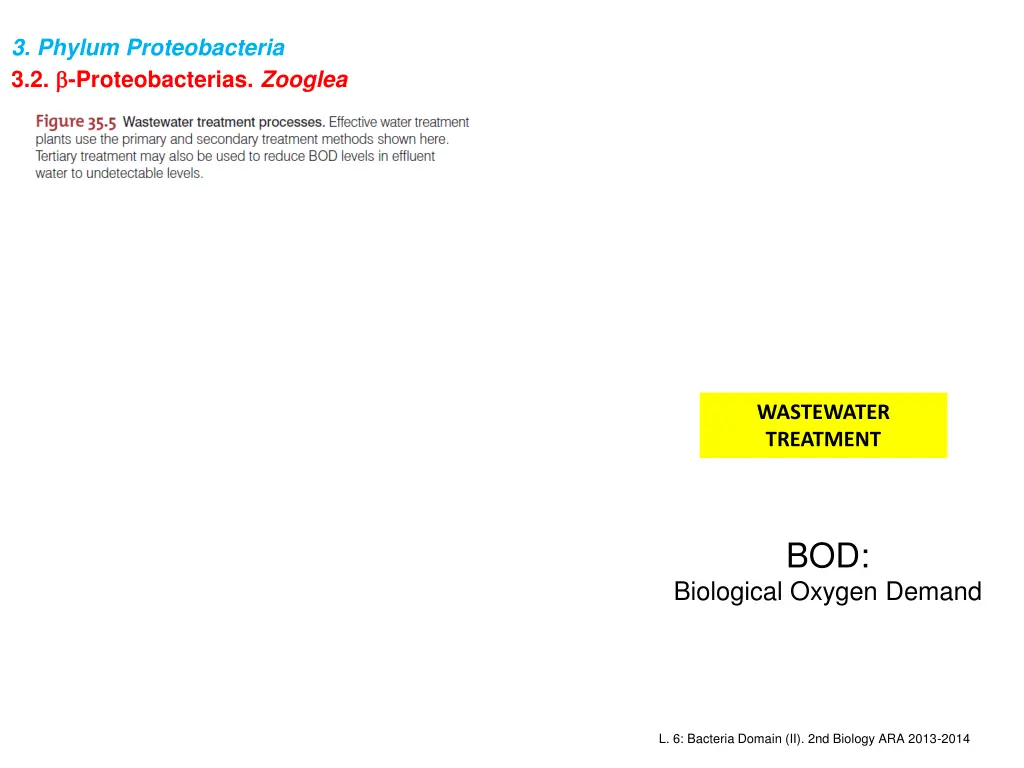 3 phylum proteobacteria 3 2 proteobacterias