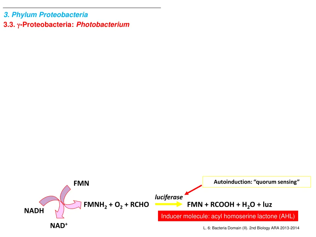 3 phylum proteobacteria 3 3 proteobacteria 6