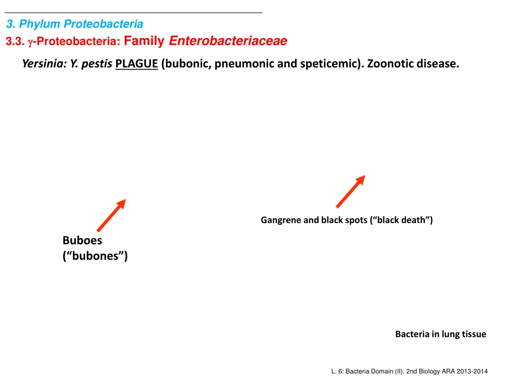 3 phylum proteobacteria 3 3 proteobacteria family 3