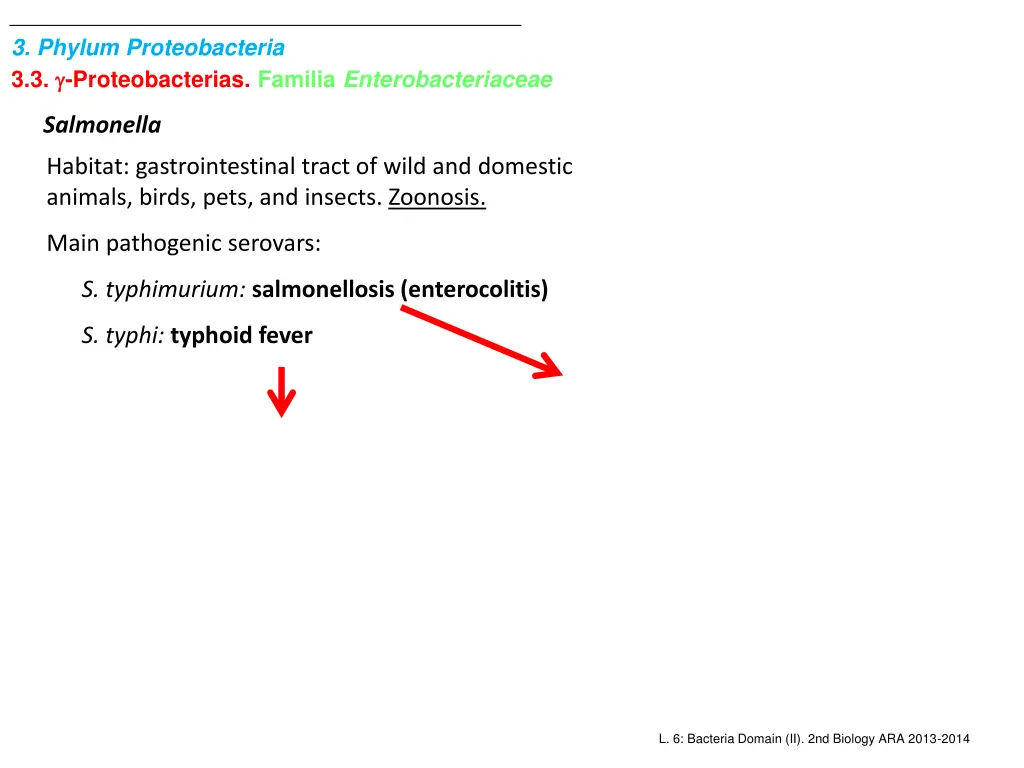 3 phylum proteobacteria 3 3 proteobacterias