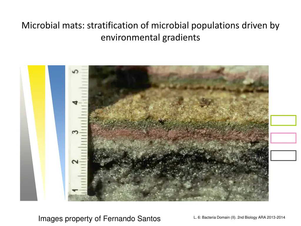 microbial mats stratification of microbial