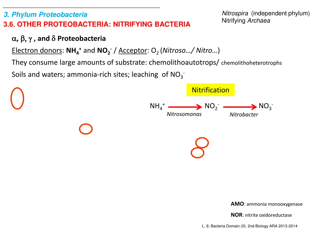 nitrospira independent phylum nitrifying archaea