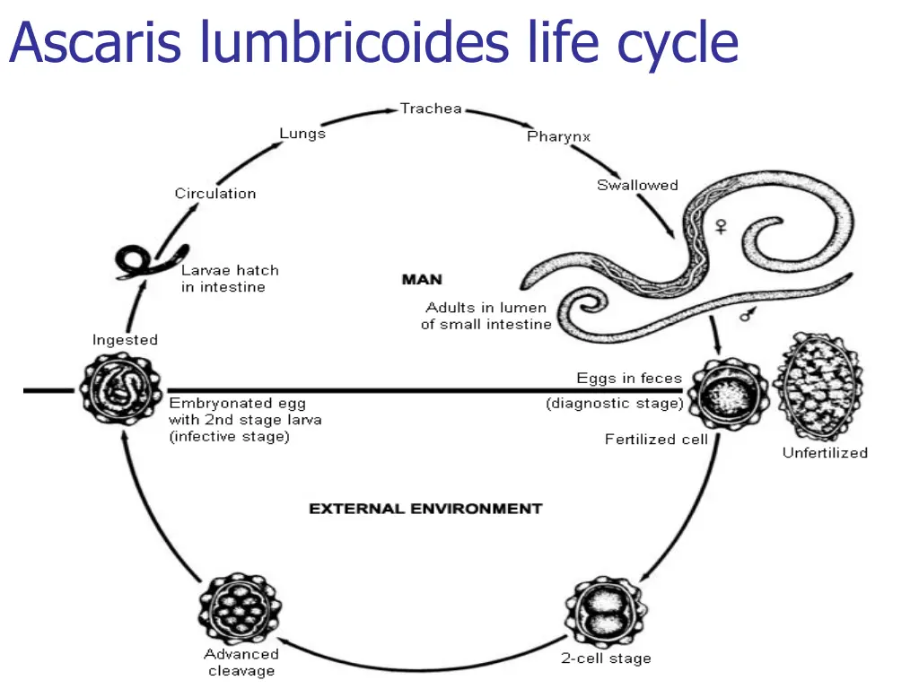 ascaris lumbricoides life cycle