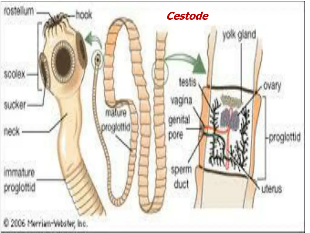 cestode