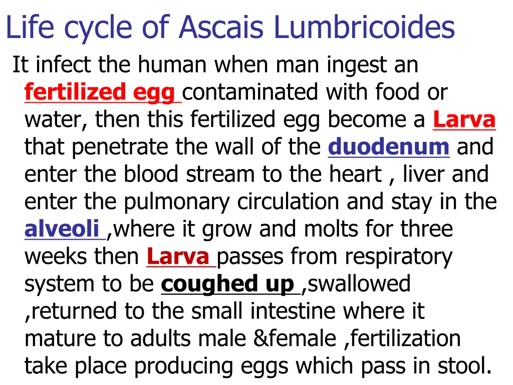 life cycle of ascais lumbricoides it infect