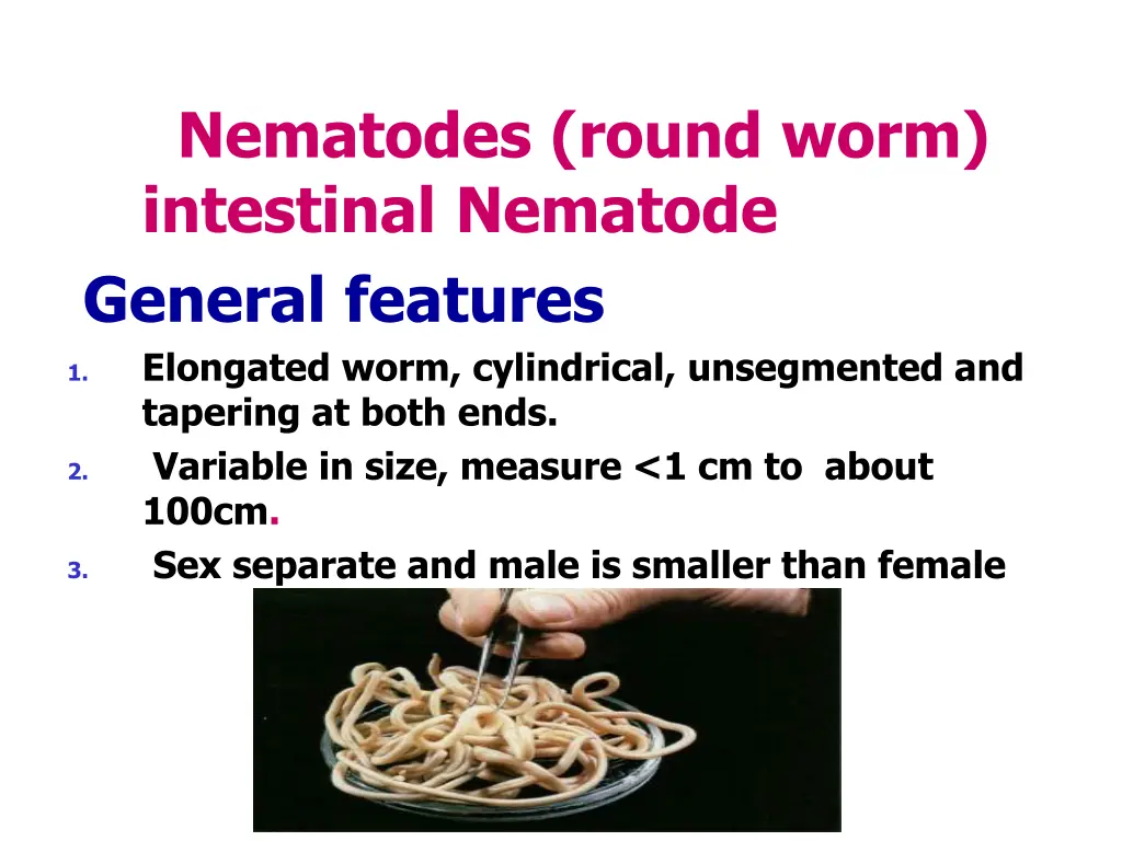 nematodes round worm intestinal nematode general