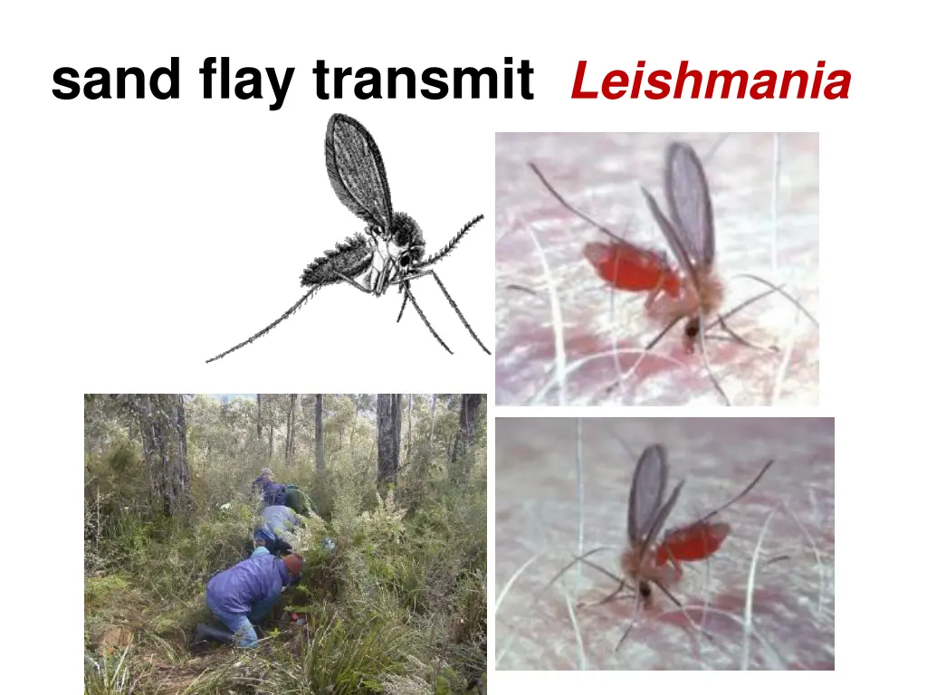 sand flay transmit leishmania